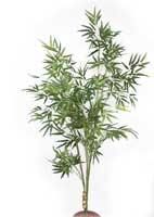 Bamboo Tree